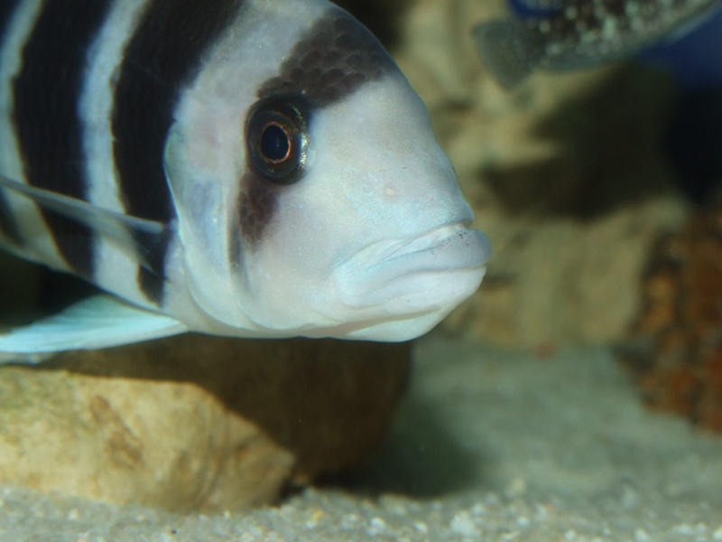 Cyphotilapia frontosa 'Burundi'